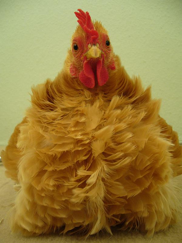 Munster 2009 257.jpg - Chabo gelb mit schwarzen Schwanz gelockt von ZG Lütkehellweg